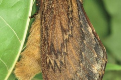 Lasiocesa lanceolata