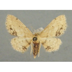 /filer/webapps/moths/media/images/S/subterfundata_Idaea_AF_TMSA.jpg