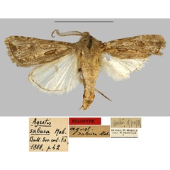 /filer/webapps/moths/media/images/S/sabura_Agrotis_HT_MNHN.jpg