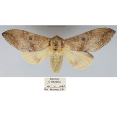 /filer/webapps/moths/media/images/M/maryannae_Hypotrabala_PTF_NMB_02.jpg