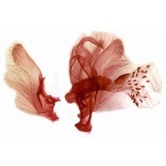 /filer/webapps/moths/media/images/A/albistriga_Centrarthra_GMPT_TMSA_3088.jpg