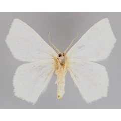 /filer/webapps/moths/media/images/C/candidata_Xenochroma_A_ZSM_02.jpg