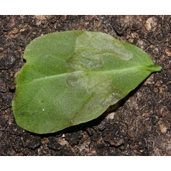 /filer/webapps/moths/media/images/A/aptata_Conopoorphina_mine_Triberti-etal_2024_46.jpg