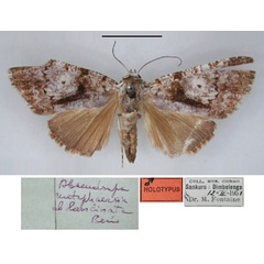 /filer/webapps/moths/media/images/L/lancinata_Abseudrapa_HT_RMCA_01.jpg