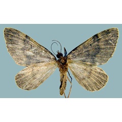 /filer/webapps/moths/media/images/S/subterlimbata_Piercia_AF_Staudeb.jpg