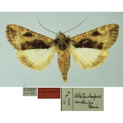 /filer/webapps/moths/media/images/R/recchiai_Ulotrichopus_PTM_MSNM.jpg