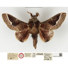 /filer/webapps/moths/media/images/J/jordani_Nadiasa_HT_NHMUK.jpg