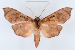 Kuja gemmata
