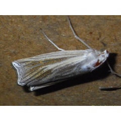 /filer/webapps/moths/media/images/P/pectinifera_Ancylolomia_A_Liebenberg.jpg