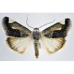 /filer/webapps/moths/media/images/S/secta_Acontia_AM_NHMO.jpg