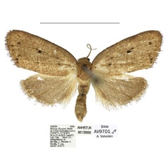 /filer/webapps/moths/media/images/T/tenebrosa_Spatulosia_HT_ANHRT.jpg