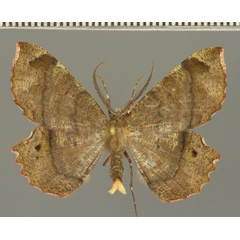 /filer/webapps/moths/media/images/M/madecassaria_Erastria_AM_Fiebig.jpg