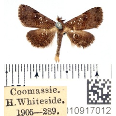 /filer/webapps/moths/media/images/M/moestalis_Rhesala_AM_BMNH_02.jpg