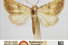 Eublemma leucota