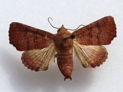 /filer/webapps/moths/media/images/P/polychorda_Eutelia_A_Goff_01.jpg