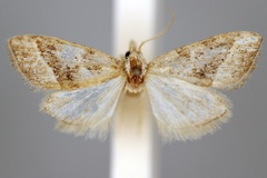 Nola synethes