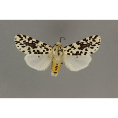 /filer/webapps/moths/media/images/G/geminipuncta_Alpenus_AM_BMNH.jpg