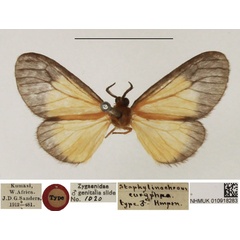 /filer/webapps/moths/media/images/E/euryphaea_Staphylinochrous_HT_NHMUK.jpg