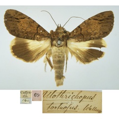 /filer/webapps/moths/media/images/T/tortuosus_Ulotrichopus_HT_SNHM.jpg