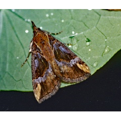 /filer/webapps/moths/media/images/V/varialis_Hypena_A_Roland_01.jpg