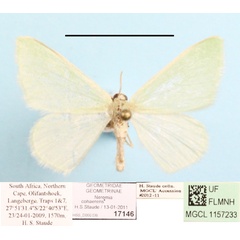 /filer/webapps/moths/media/images/C/cohaerens_Neromia_A_MGCLa_01.JPG