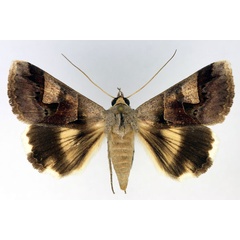 /filer/webapps/moths/media/images/R/ratovosoni_Cerocala_AF_Aulombard.jpg