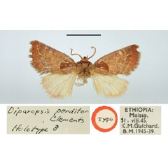 /filer/webapps/moths/media/images/P/perditor_Diparopsis_HT_BMNH.jpg