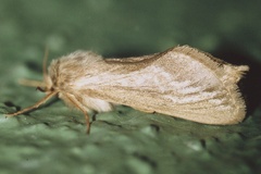 Gorgopis fuscalis