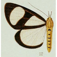 /filer/webapps/moths/media/images/X/xanthosoma_Phaegorista_HT_39_12.jpg