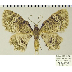 /filer/webapps/moths/media/images/M/muscosa_Chloroclystis_AM_ZSM.jpg