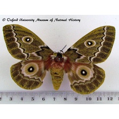 /filer/webapps/moths/media/images/H/hoehnelii_Gonimbrasia_A_OUMNH.jpg