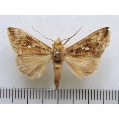 /filer/webapps/moths/media/images/E/eriosoma_Chrysodeixis_A_MMUM.jpg