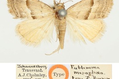 Eublemma mesophaea