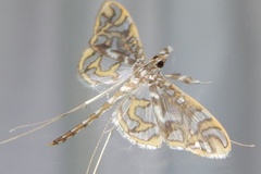 Polythlipta annulifera