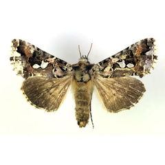 /filer/webapps/moths/media/images/S/sestertia_Thysanoplusia_AM_RMCA.jpg