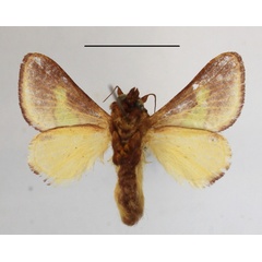 /filer/webapps/moths/media/images/V/viridifascia_Latoia_A_MGCLb_01.jpg