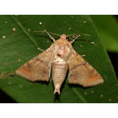 /filer/webapps/moths/media/images/S/subrubens_Eutelia_A_Grimm_01.jpg