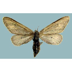 /filer/webapps/moths/media/images/A/albatus_Lycaugidia_AF_ZSMa.jpg