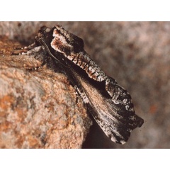 /filer/webapps/moths/media/images/S/squameus_Aethalopteryx_A_Roland_01.jpg
