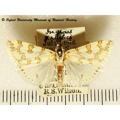 /filer/webapps/moths/media/images/C/castalis_Euctenospila_A_OUMNH_02.jpg