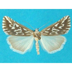 /filer/webapps/moths/media/images/A/arcualis_Argyrophora_AF_Legrain.jpg