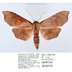 /filer/webapps/moths/media/images/G/gemmata_Kuja_AM_ANHRTa.jpg