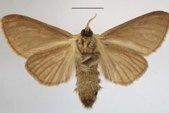 Antheua spurcata