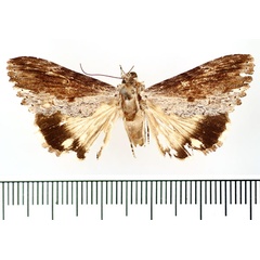 /filer/webapps/moths/media/images/G/grandidieri_Lyncestis_AF_BMNH_02.jpg