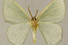 Prasinocyma pedicata