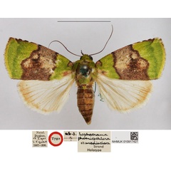 /filer/webapps/moths/media/images/M/medioclara_Lophocrama_HT_NHMUK.jpg