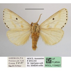 /filer/webapps/moths/media/images/P/punctigera_Paradrallia_AM_MGCLa_02.JPG
