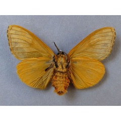 /filer/webapps/moths/media/images/L/libyra_Hemerophanes_A_Baron_02.jpg