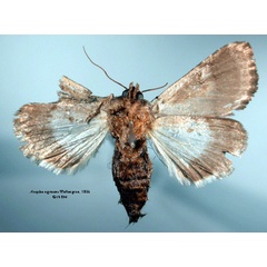 /filer/webapps/moths/media/images/N/nigrescens_Aedia_HT_SNHM_02.jpg