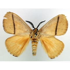 /filer/webapps/moths/media/images/R/restricta_Chrysopoloma_AM_Basquin.jpg